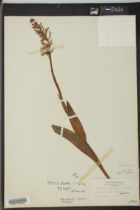 Platanthera psycodes image