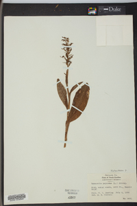 Platanthera psycodes image