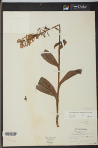 Platanthera psycodes image