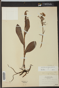 Platanthera psycodes image