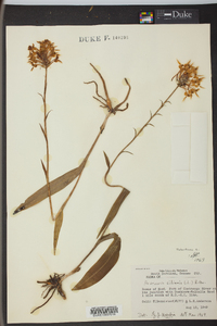 Platanthera ciliaris image