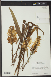 Platanthera ciliaris image