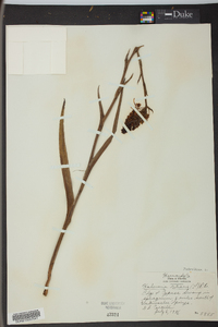 Platanthera ciliaris image