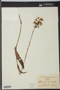 Platanthera ciliaris image