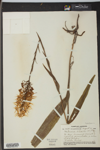 Platanthera ciliaris image