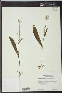 Platanthera clavellata image