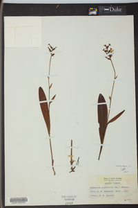 Platanthera clavellata image