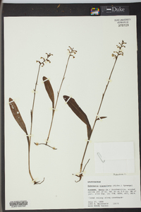 Platanthera clavellata image