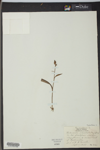 Platanthera clavellata image