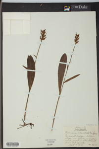 Platanthera clavellata image