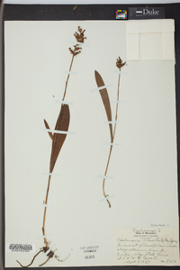 Platanthera clavellata image