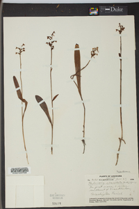 Platanthera clavellata image