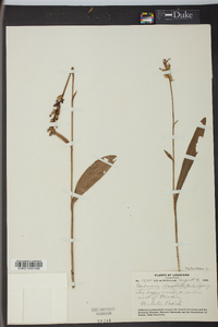 Platanthera clavellata image