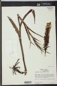 Platanthera cristata image