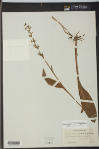 Platanthera flava var. herbiola image