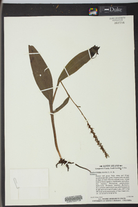 Platanthera flava image