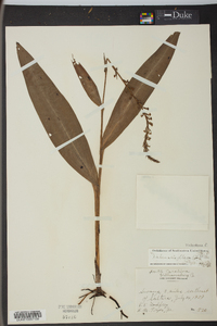 Platanthera flava image