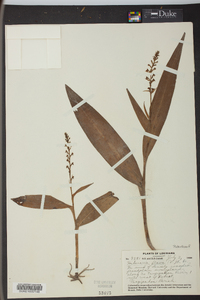 Platanthera flava image