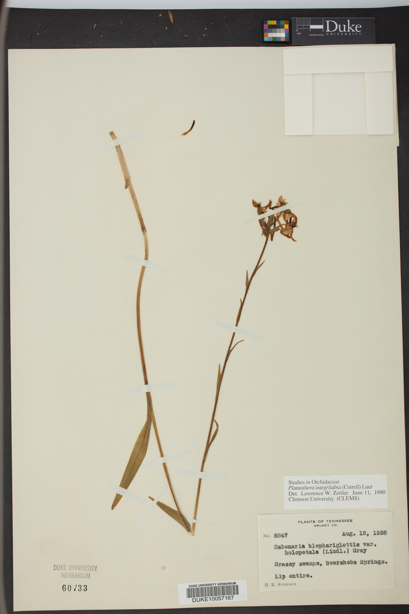 Platanthera integrilabia image