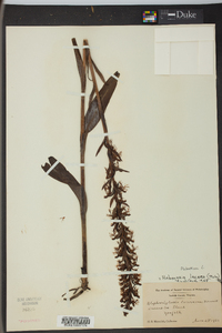 Platanthera lacera image