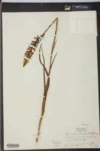 Platanthera nivea image