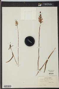 Platanthera nivea image