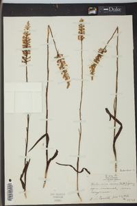 Platanthera nivea image