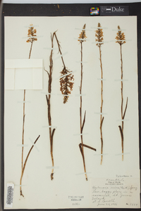 Platanthera nivea image