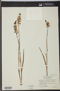 Platanthera nivea image