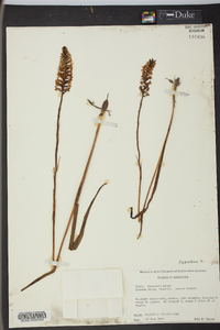 Platanthera nivea image