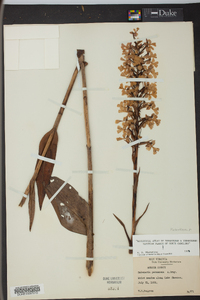 Platanthera peramoena image