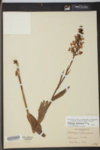 Platanthera peramoena image