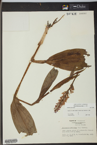 Platanthera psycodes image