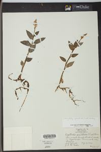 Platythelys querceticola image