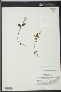 Platythelys querceticola image