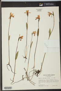 Pogonia ophioglossoides image