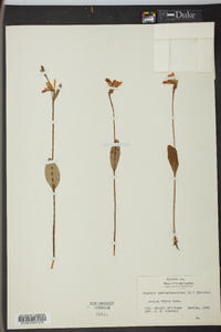 Pogonia ophioglossoides image