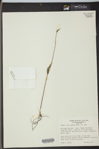 Pogonia ophioglossoides image