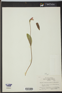 Pogonia ophioglossoides image