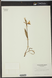 Pogonia ophioglossoides image