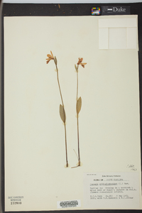 Pogonia ophioglossoides image