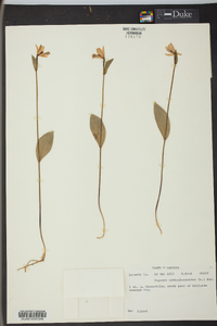 Pogonia ophioglossoides image