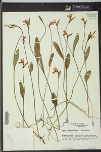 Pogonia ophioglossoides image