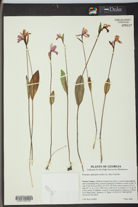 Pogonia ophioglossoides image