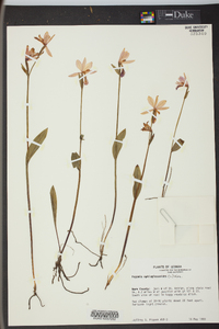 Pogonia ophioglossoides image