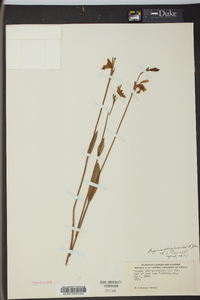 Pogonia ophioglossoides image