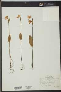 Pogonia ophioglossoides image