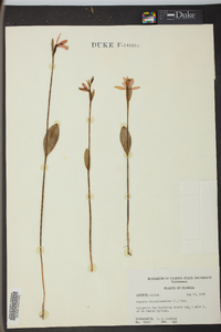 Pogonia ophioglossoides image