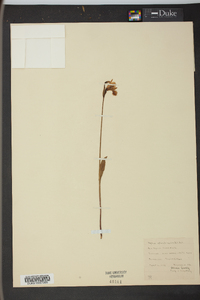 Pogonia ophioglossoides image