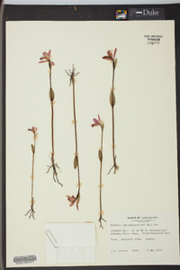 Pogonia ophioglossoides image